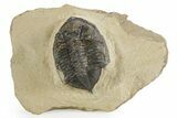 Bargain, Fossil Zlichovaspis Trilobite - Morocco #347304-1
